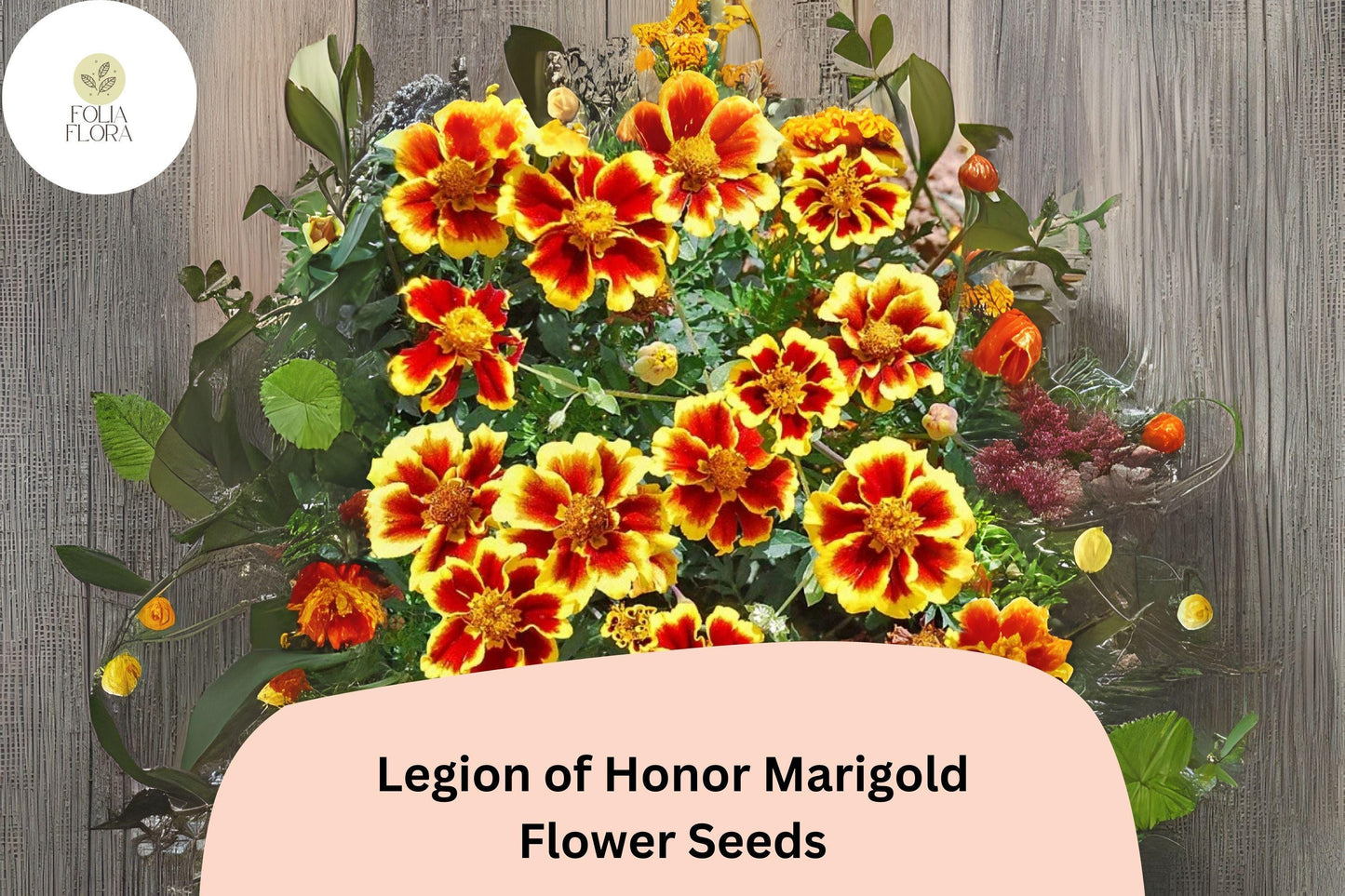 25+ Legion of Honor Marigold Seeds | Tagetes patula | French Marigold | Compact Yellow & Red Blooms for Garden Planting