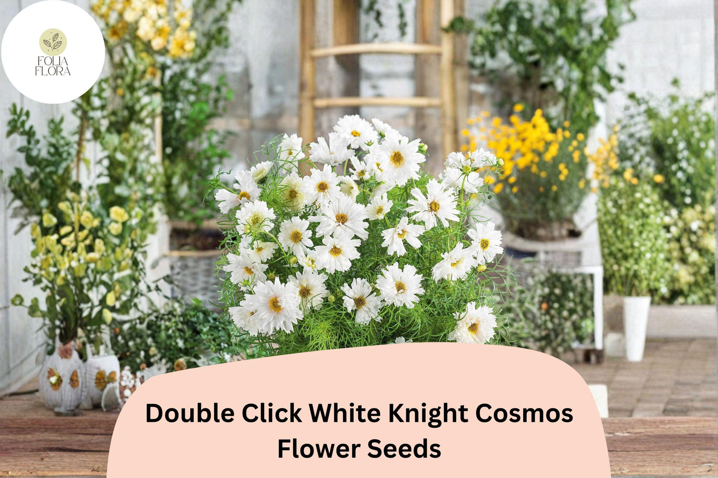 200+ Double Click White Knight Cosmos Seeds | Cosmos Bipinnatus White Double Blooms | Garden & Cut Flower Seeds