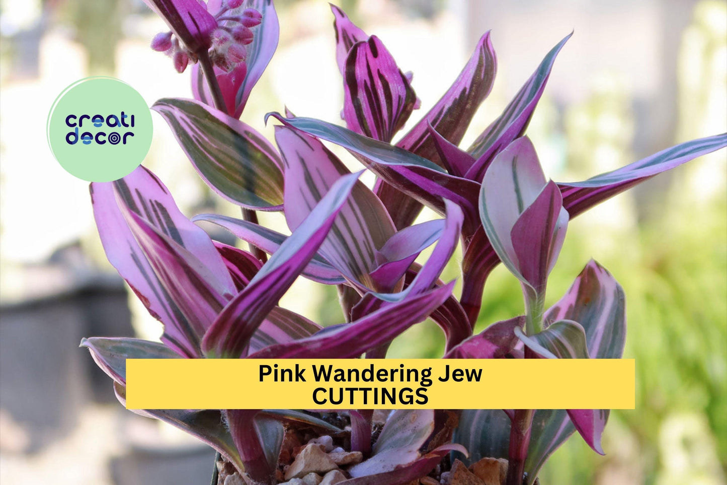 5 Tradescantia Nanouk Cuttings – Rare Pink Wandering Jew | Colorful Unrooted Stems for Pots, Propagation, or Hanging Houseplants