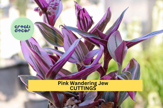 5 Tradescantia Nanouk Cuttings – Rare Pink Wandering Jew | Colorful Unrooted Stems for Pots, Propagation, or Hanging Houseplants