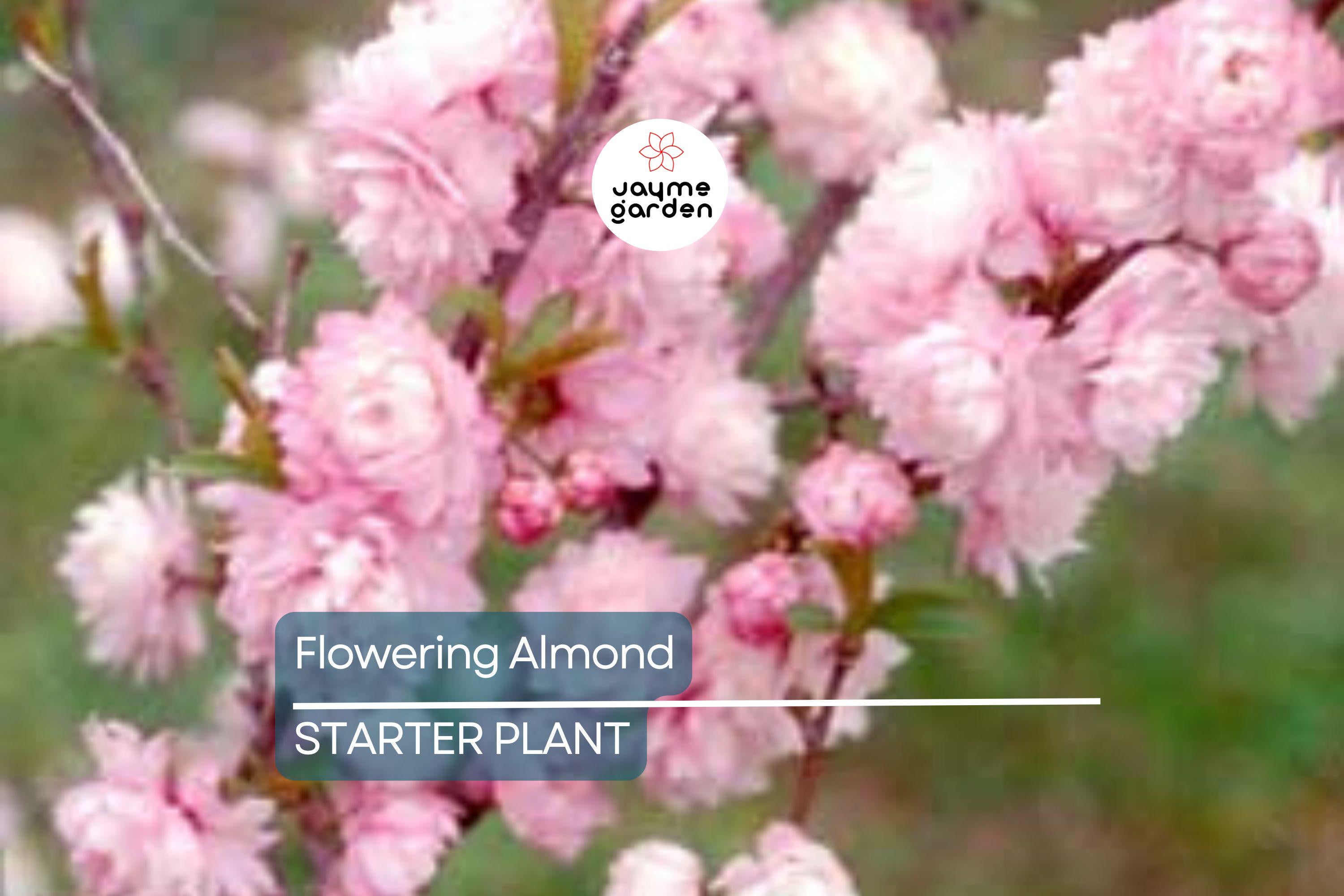 5 Pink Flowering Almond Plants | 6-12" Bareroot Shrubs | Spring Blooms | Hardy Ornamental Shrub for Full Sun or Partial Shade