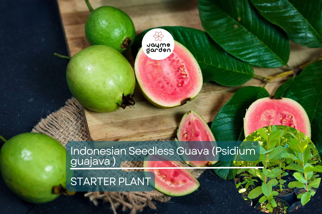 1 Indonesian Seedless Guava Tree (Psidium guajava) 1’-2’ Tall | Sweet & Juicy Seedless Guava Live Fruit Plant