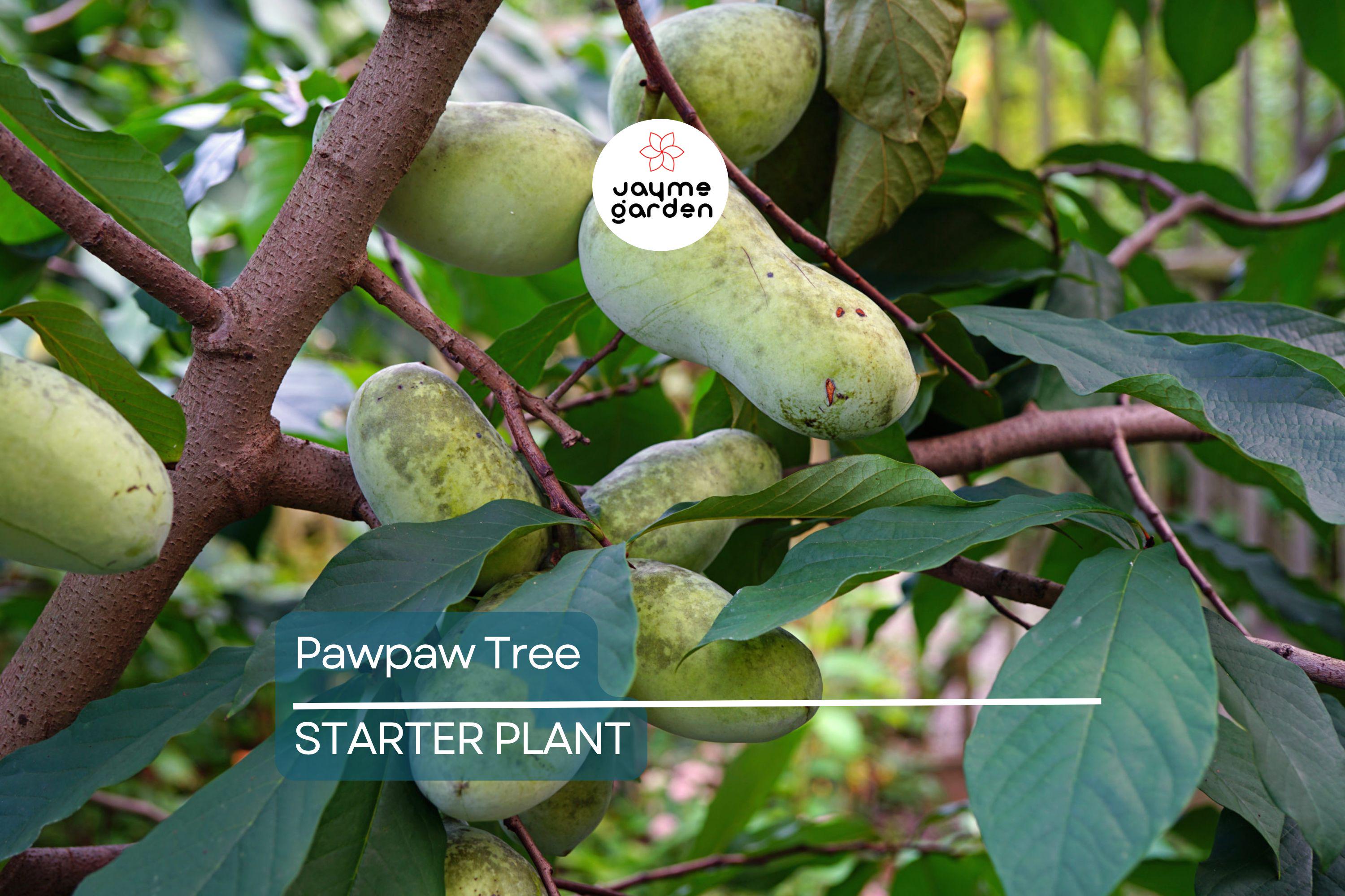 Pawpaw Tree – 1-2 Ft Tall | Live Fruit Tree | Edible Fruits | Cold Hardy | Ready to Plant | Full Sun | Perfect for Home Gardens