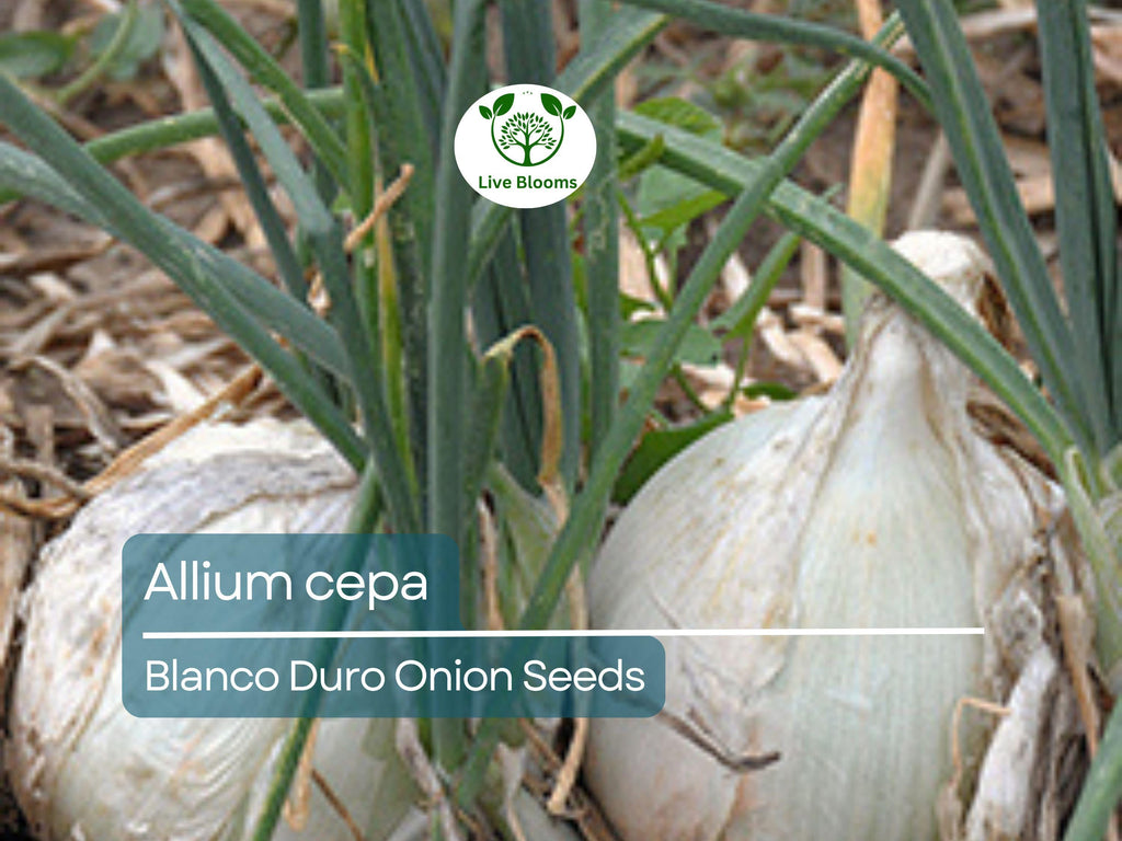250 mg Onion Blanco Duro Seeds - Allium cepa | Heirloom White Onion for Planting, Gardening & Cooking | Mild Flavor, Crisp Texture