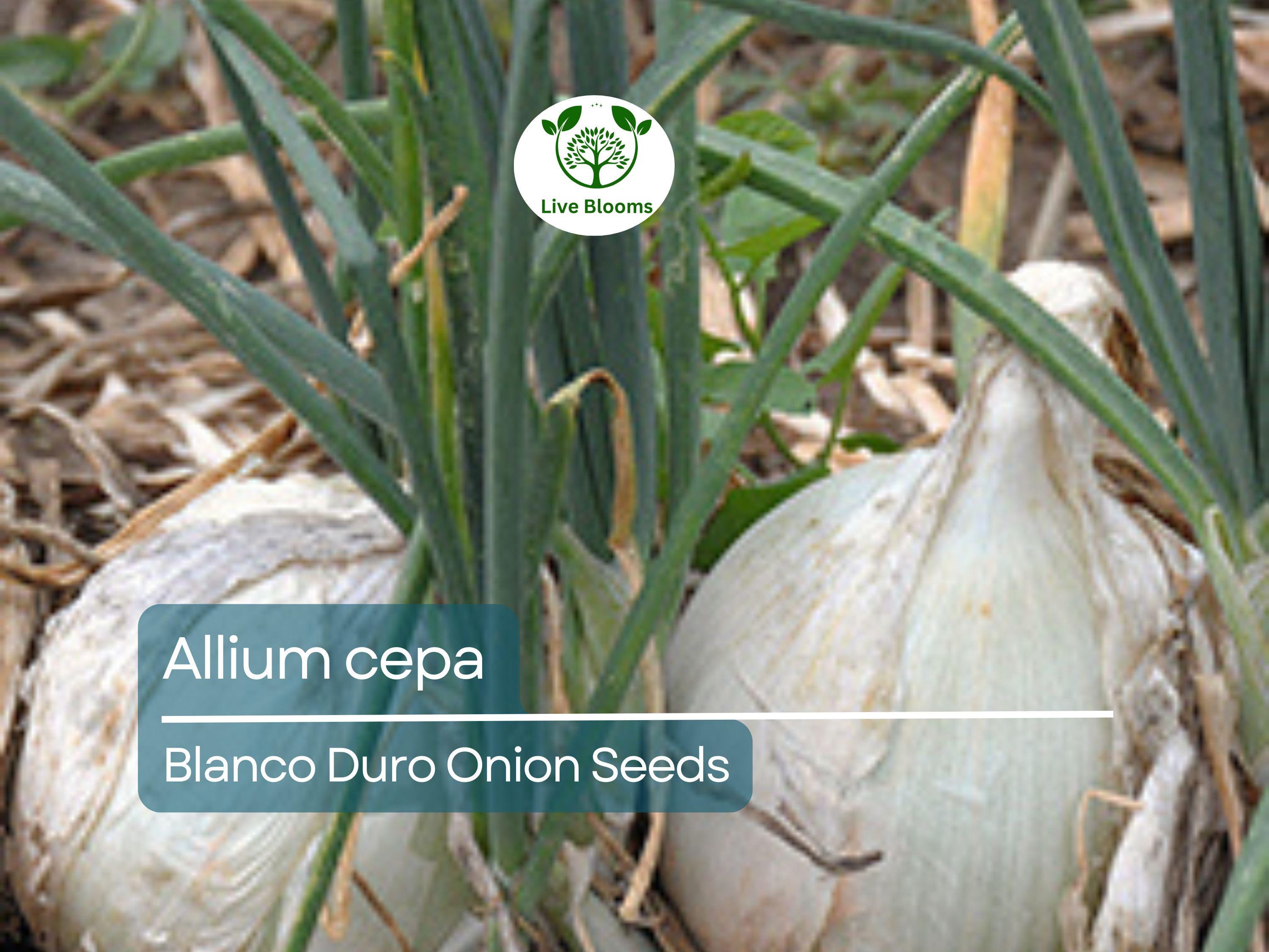 250 mg Onion Blanco Duro Seeds - Allium cepa | Heirloom White Onion for Planting, Gardening & Cooking | Mild Flavor, Crisp Texture