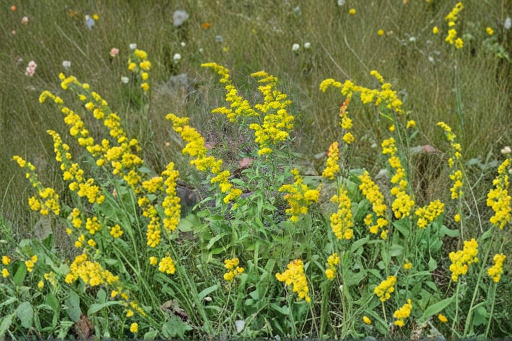 Solidago nemoralis – Old Field Goldenrod 100 Seeds | Native Perennial Wildflower | Late-Season Blooms | Pollinator Essential