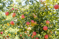 Fuji Apple Tree 1 Live Plant 2ft Tall (Malus domestica 'Fuji') Bare Root Apple Tree
