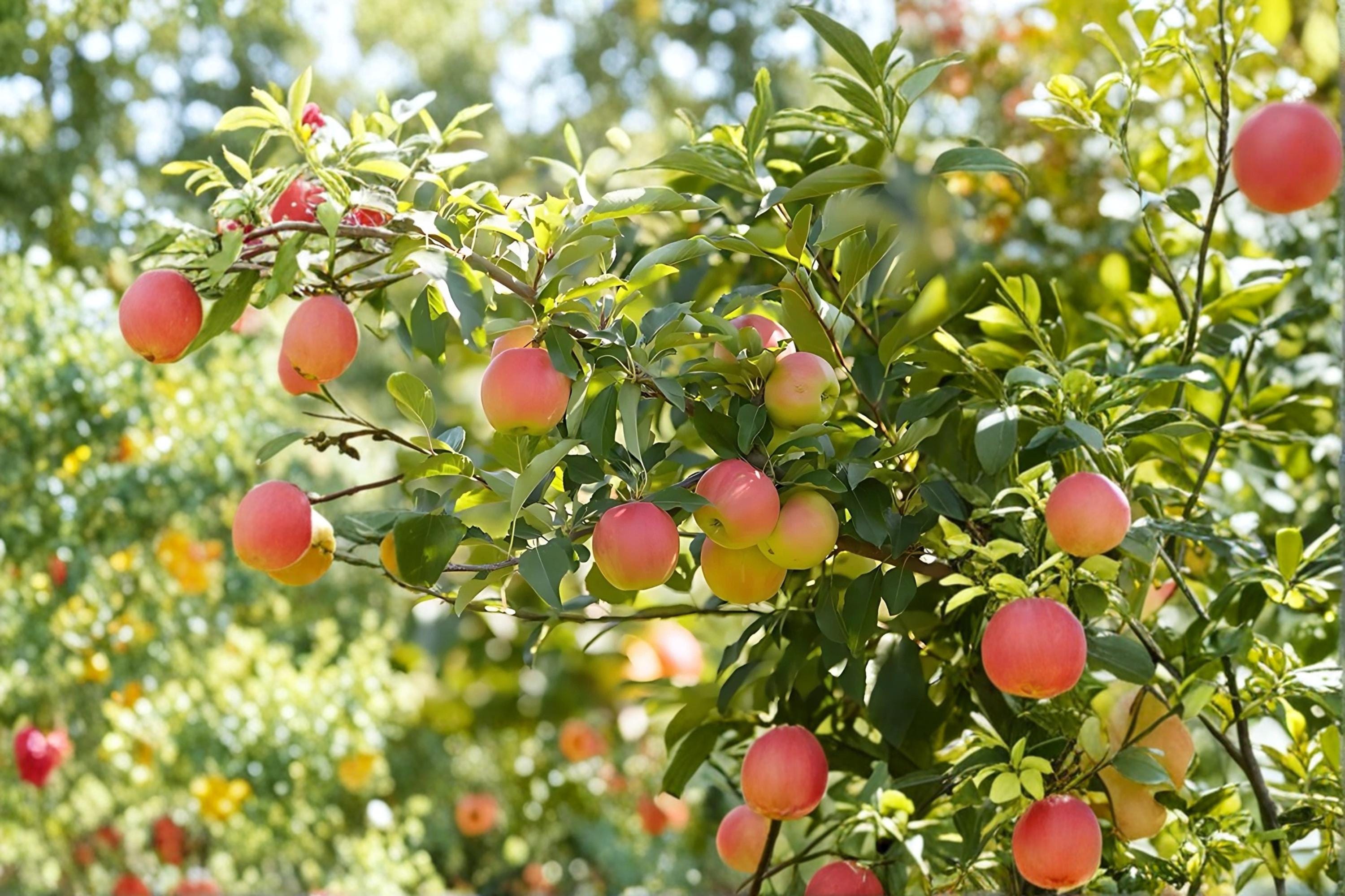 Fuji Apple Tree 1 Live Plant 2ft Tall (Malus domestica 'Fuji') Bare Root Apple Tree