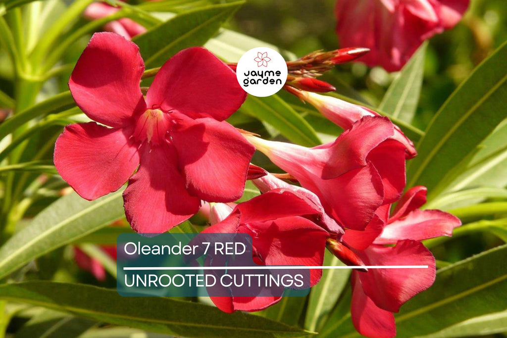 Oleander Red Live Cuttings, 7 Unrooted 6” Plants, Fast-Growing Evergreen Shrub, Vibrant Red Flowers, USDA Zones 8-10