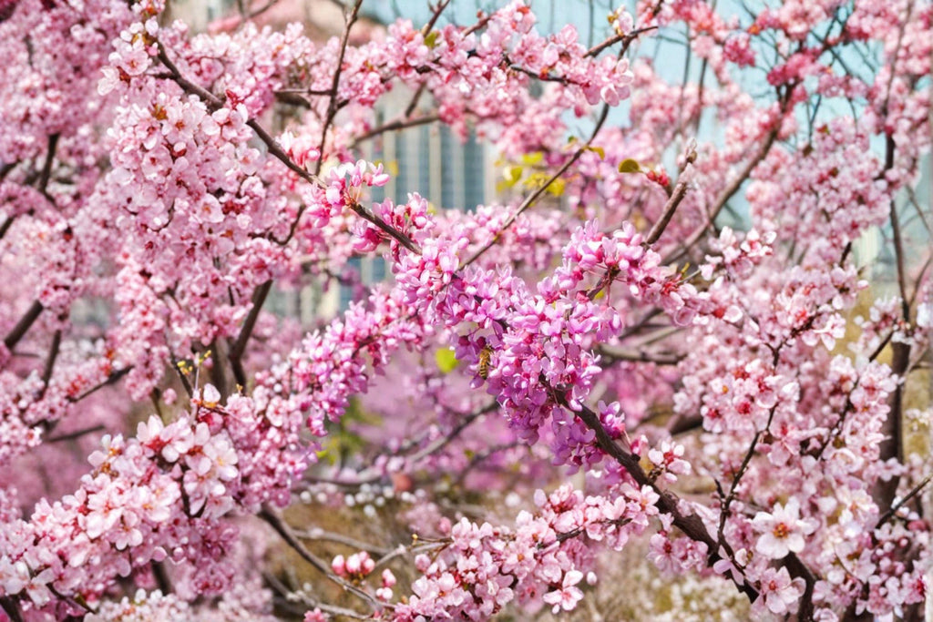 Cercis chinensis – Chinese Redbud Tree 10 Seeds | Ornamental Flowering Tree | Brilliant Pink Blooms | Elegant Landscape Accent