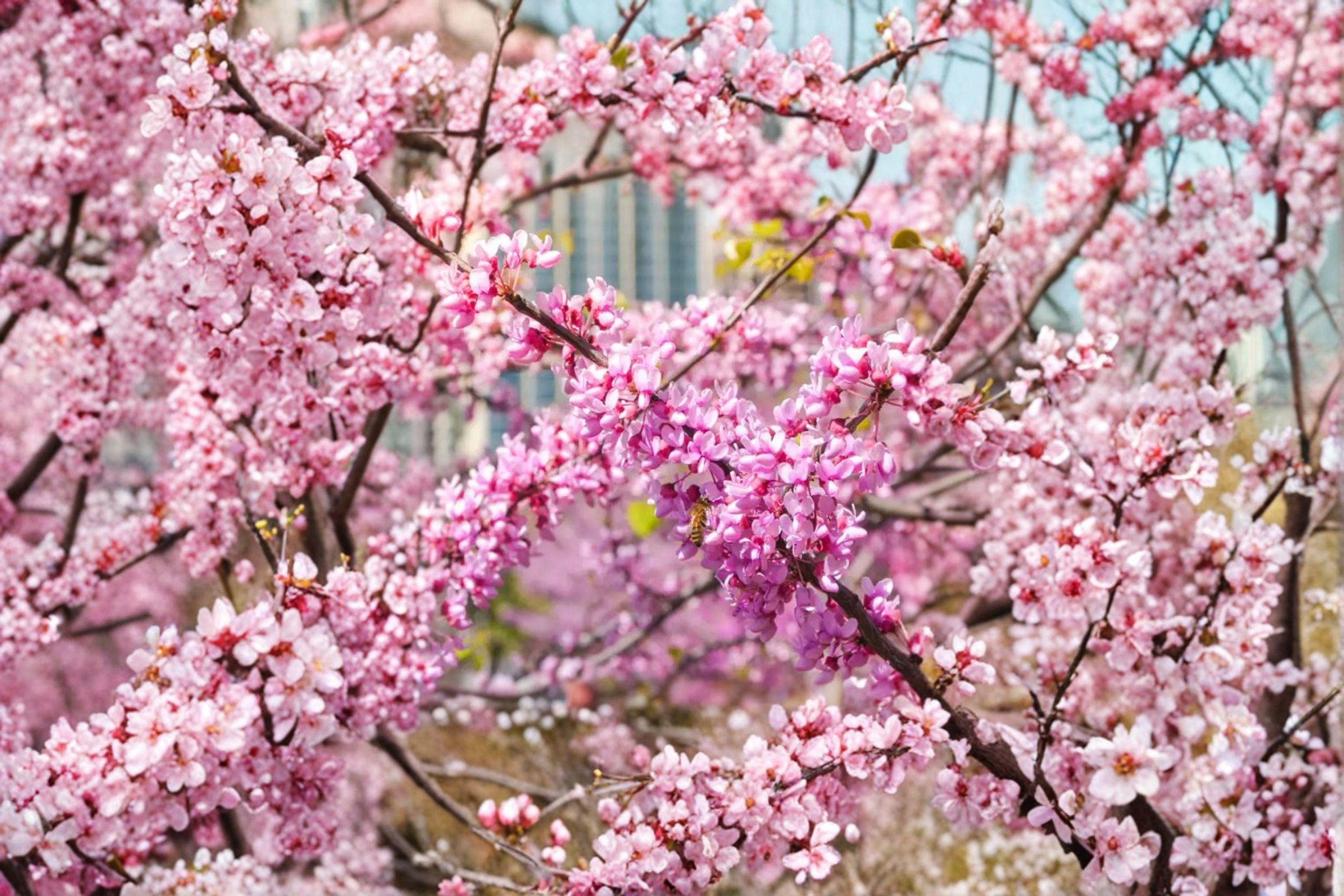 Cercis chinensis – Chinese Redbud Tree 10 Seeds | Ornamental Flowering Tree | Brilliant Pink Blooms | Elegant Landscape Accent