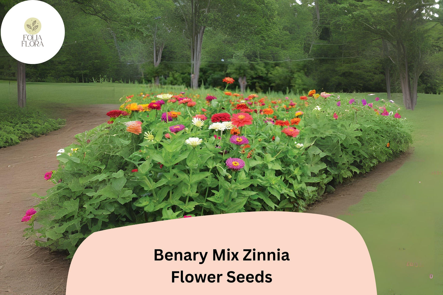 100+ Benary Mix Zinnia Seeds – Large Double Blooms for Cut Flower Gardens & Summer Planting