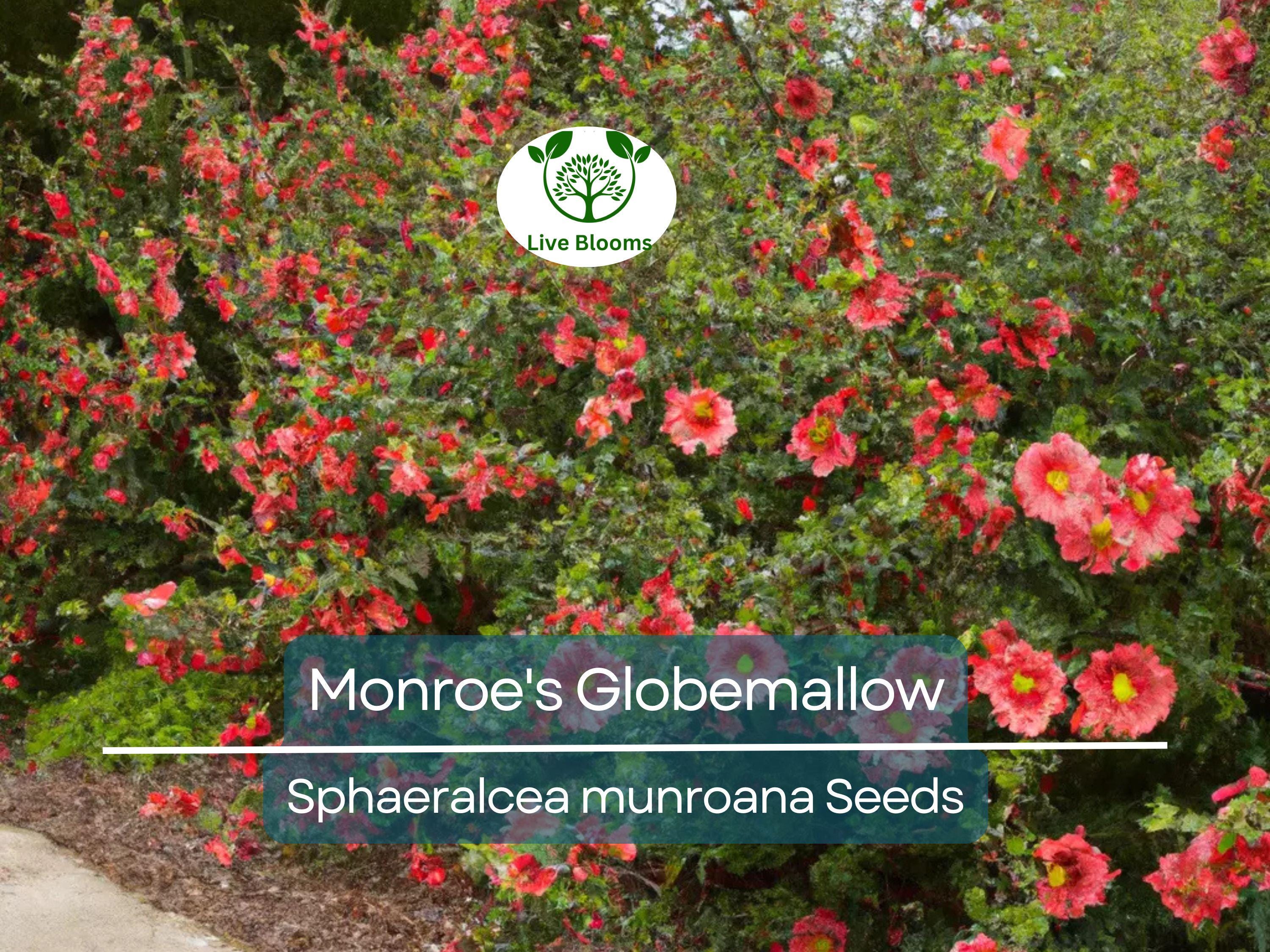80 Monroe's Globemallow Seeds (Sphaeralcea munroana) | Drought-Tolerant Flowering Shrub, Hardy Flower Bush, Vibrant Orange Blooms Gardens