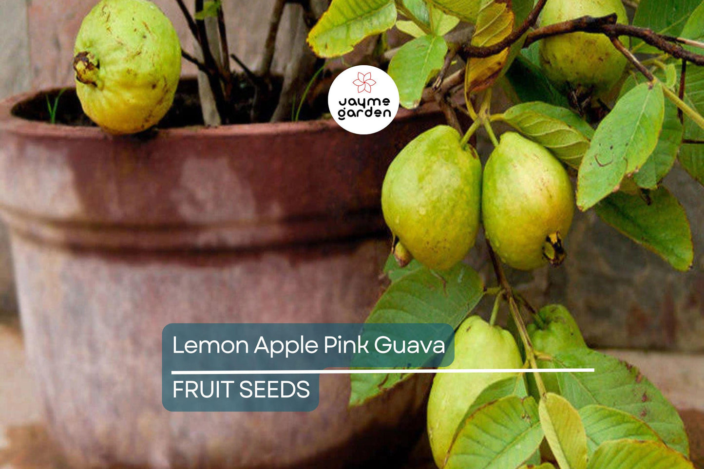 20 Ruby Supreme Guava Tree Seeds - Psidium guajava - Grow Exotic Pink Fruit