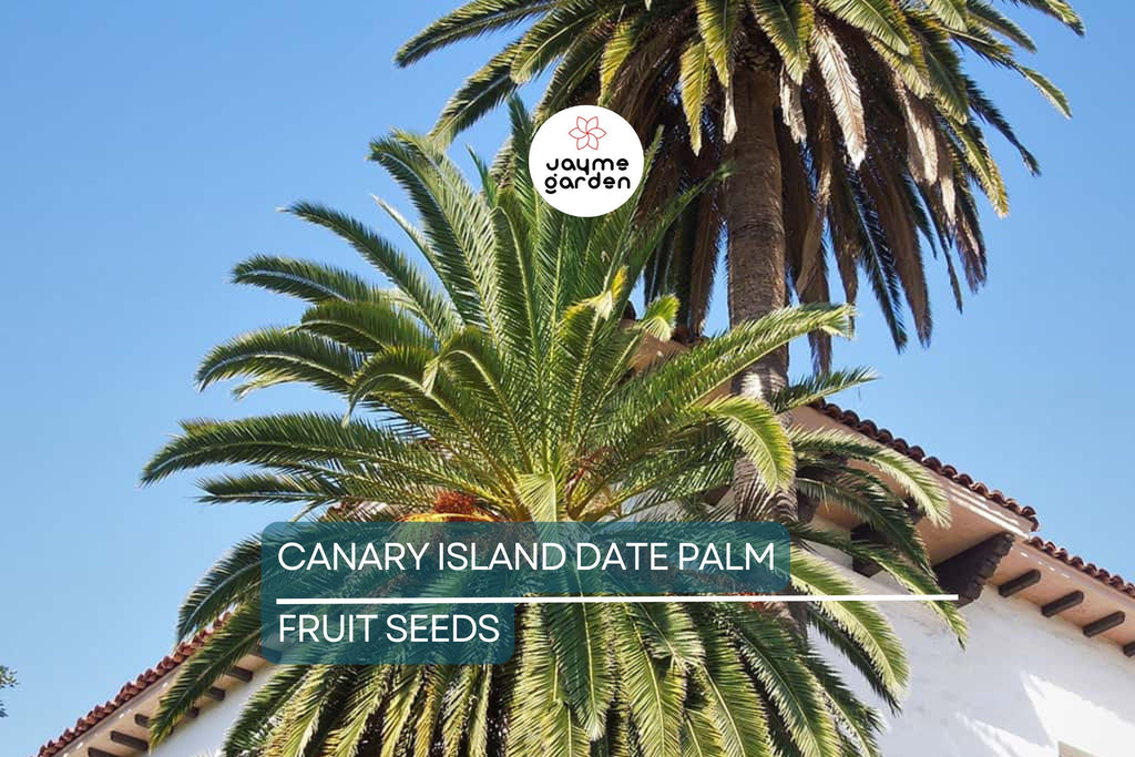 10 Canary Island Date Palm Seeds (Phoenix Canariensis) - Hardy Tropical Palm, 65 Ft Mature Height