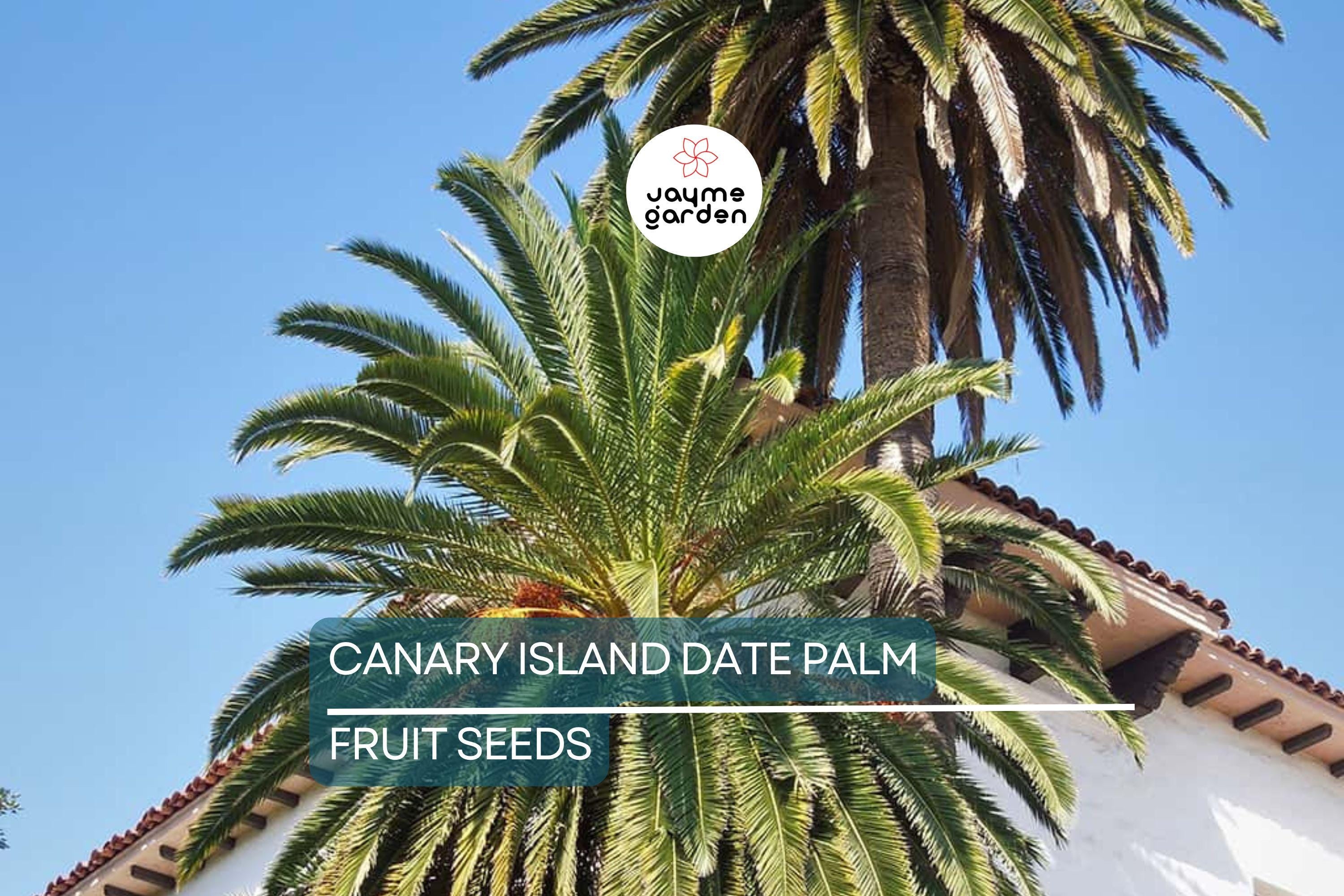 10 Canary Island Date Palm Seeds (Phoenix Canariensis) - Hardy Tropical Palm, 65 Ft Mature Height