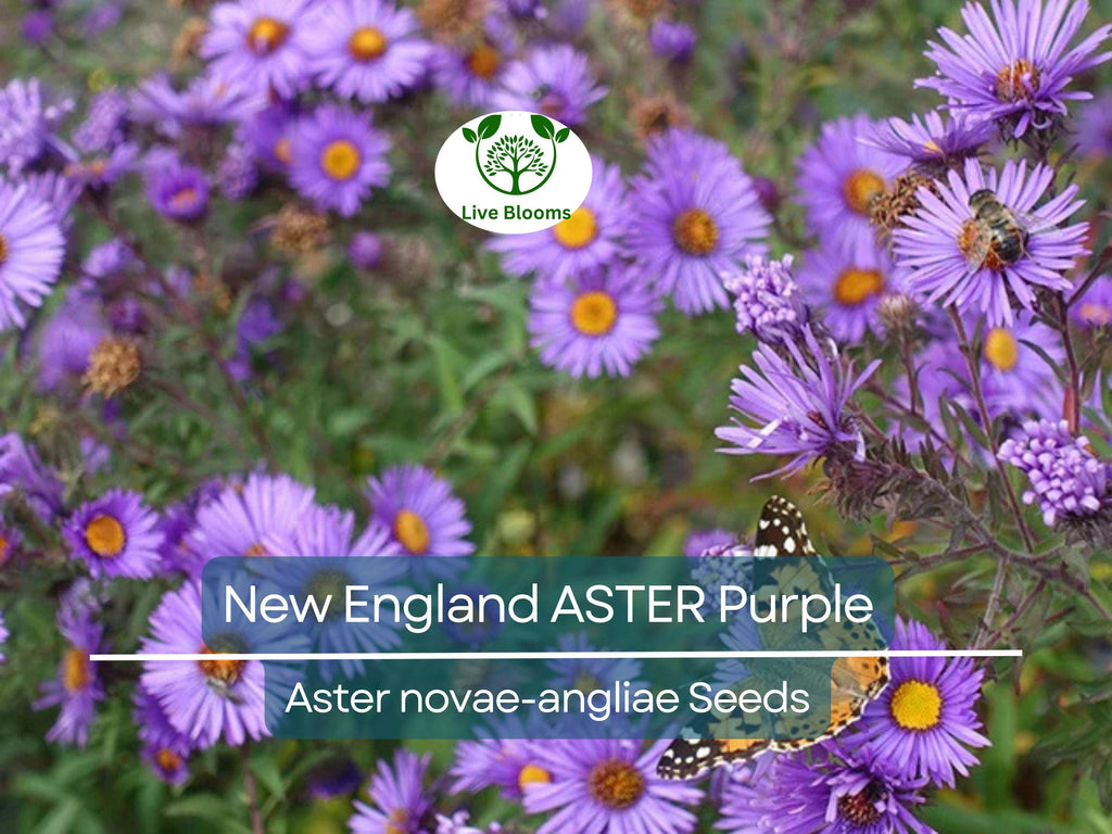 500 Seeds New England ASTER Purple, Perennial, Heirloom, Fall Planting, Non-GMO, Attracts Pollinators, Beautiful Purple Blooms