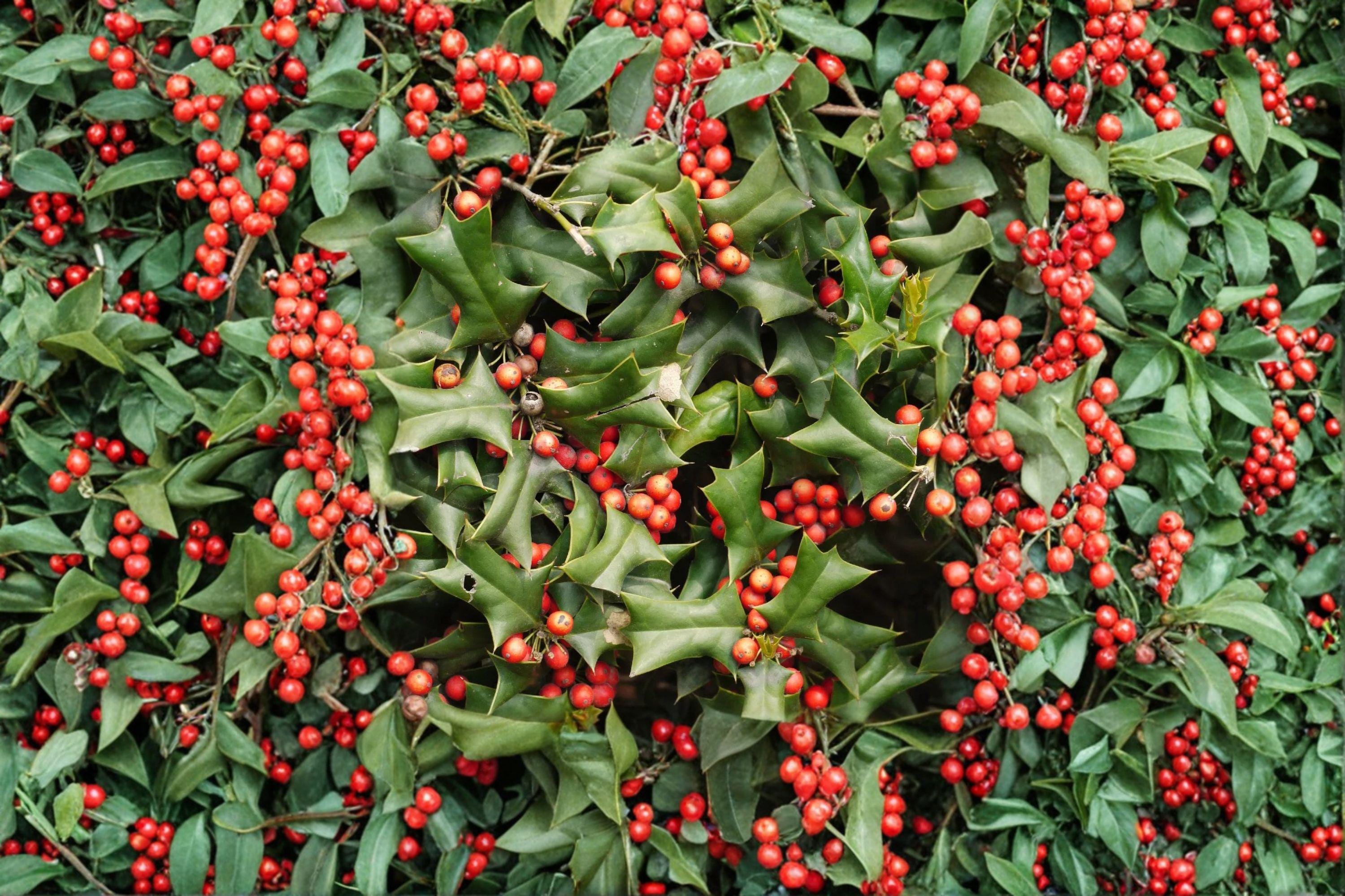 Ilex cornuta – Chinese Holly 25 Seeds | Evergreen Holly | Glossy Spiny Leaves | Red Winter Berries