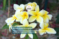 Aztec Gold Plumeria 3 Fresh Cuttings 8"-10" Fragrant Cream/Gold Flowers - Ready to Plant