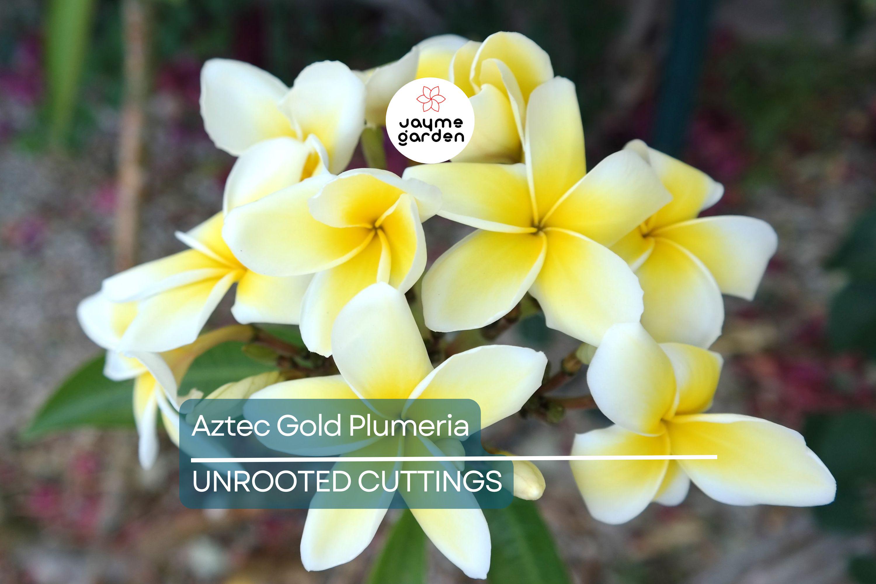 Aztec Gold Plumeria 3 Fresh Cuttings 8"-10" Fragrant Cream/Gold Flowers - Ready to Plant