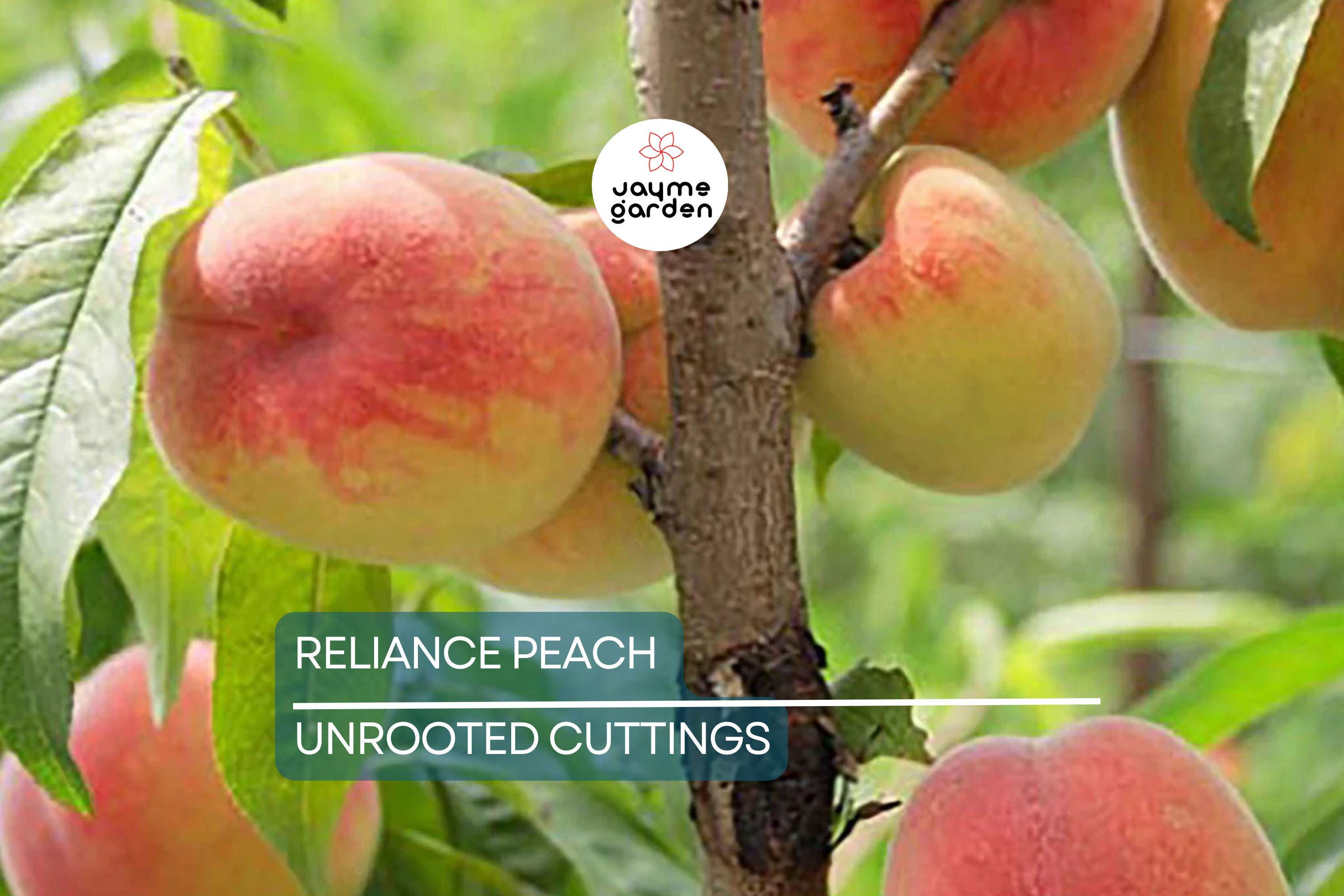 3 Reliance Peach Fruit Tree Scion Cuttings 10-12" Non-Rooted for Grafting or Rooting