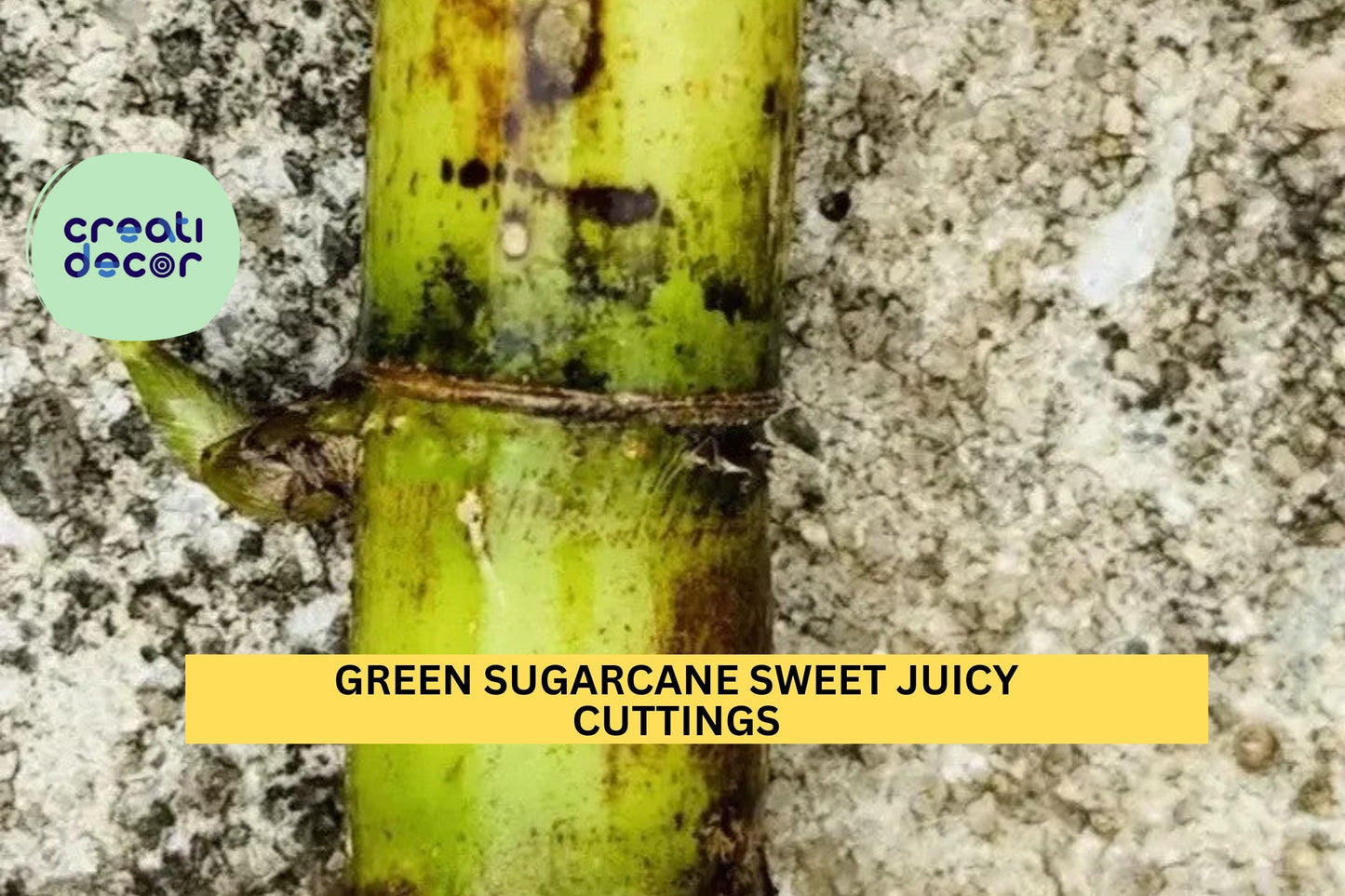 2 Green Sugarcane Cuttings | Sweet Juicy Variety | Saccharum Officinarum Live Plant | Fresh Unrooted Stalks for Planting