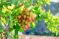 Halloween Fingers Grape 5 Cuttings 6-8" (Vitis vinifera Manicure Finger) Unrooted Grape Vine Cuttings