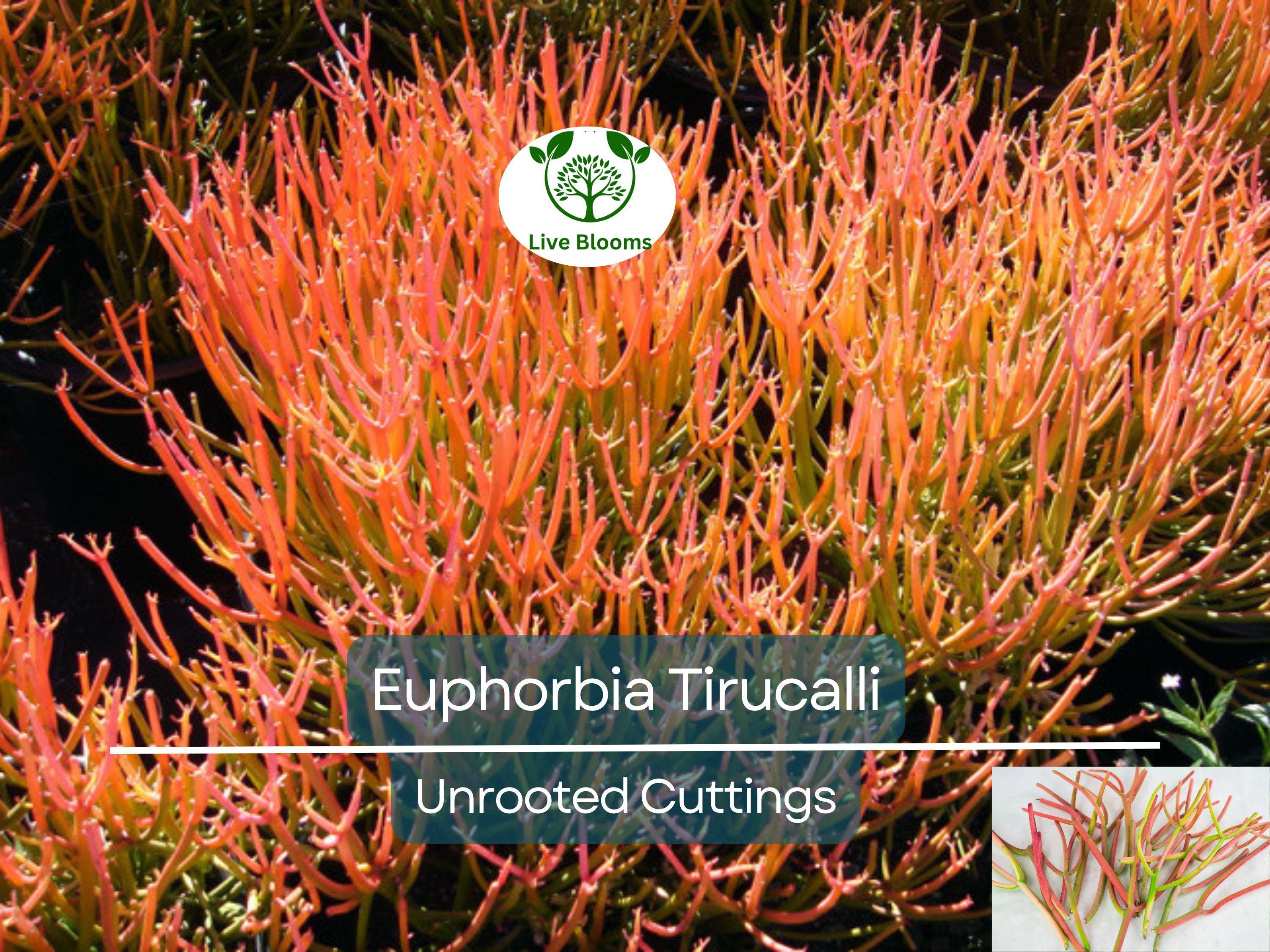 15 Healthy Fire Sticks Succulent Unrooted Cuttings - Euphorbia Tirucalli - Unique Colorful Succulent for Propagation & Garden