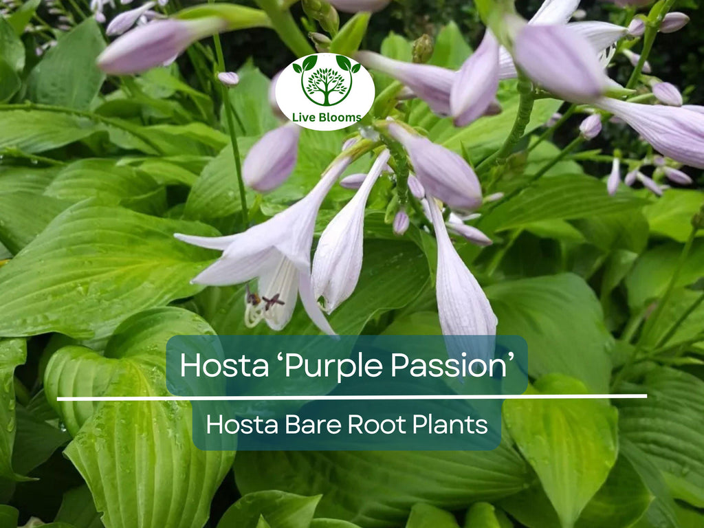 7 Live Hosta Plants – Bare Root “Purple Passion” Variety – Shade Perennial with Green Foliage – Easy to Grow & Hardy