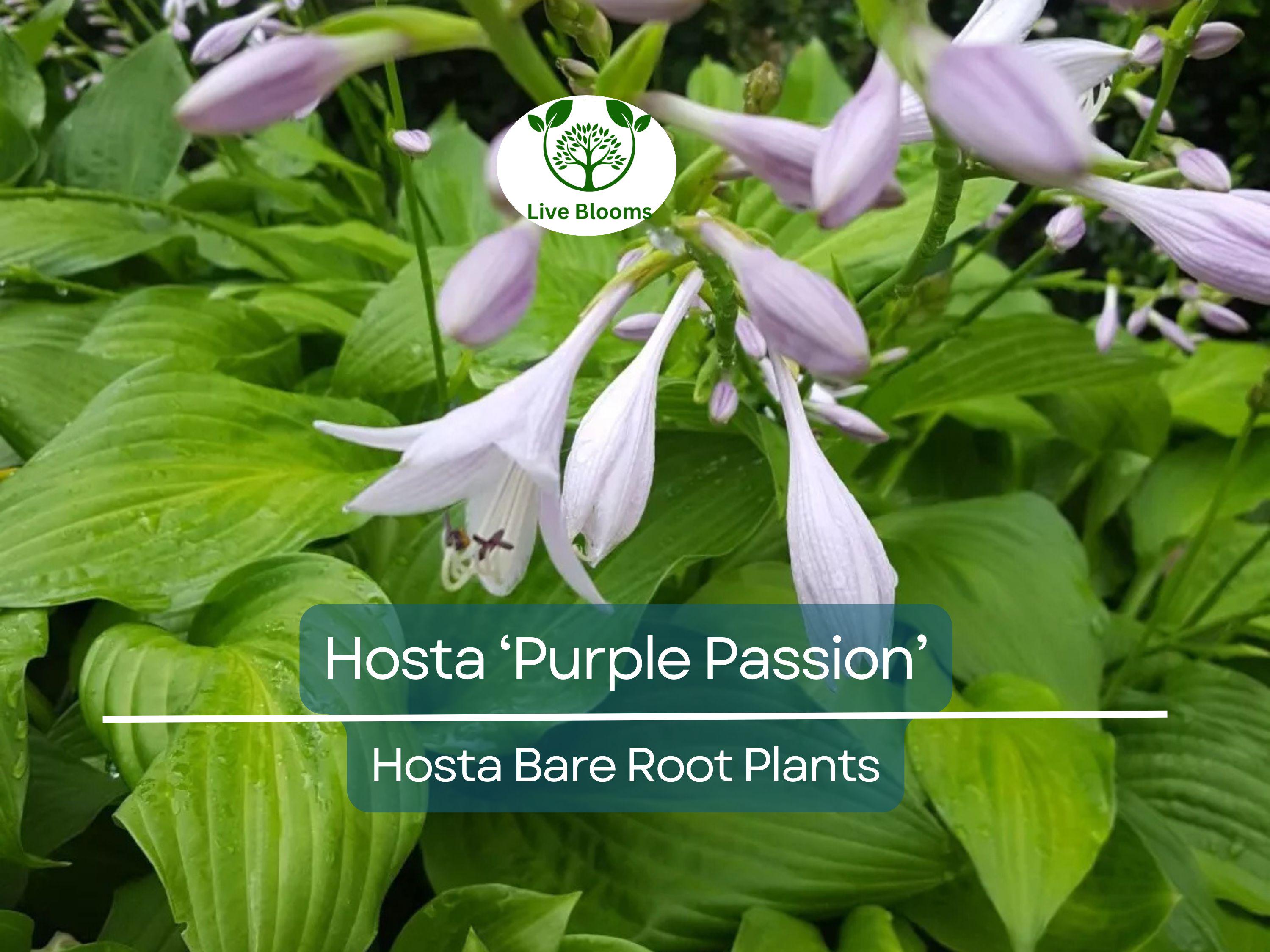 7 Live Hosta Plants – Bare Root “Purple Passion” Variety – Shade Perennial with Green Foliage – Easy to Grow & Hardy