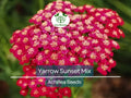 1500 Seeds Yarrow Sunset Mix, Perennial Gold & Red Flowers, Pollinators, Non-GMO, Achillea millefolium, Drought-Tolerant, Garden Plants