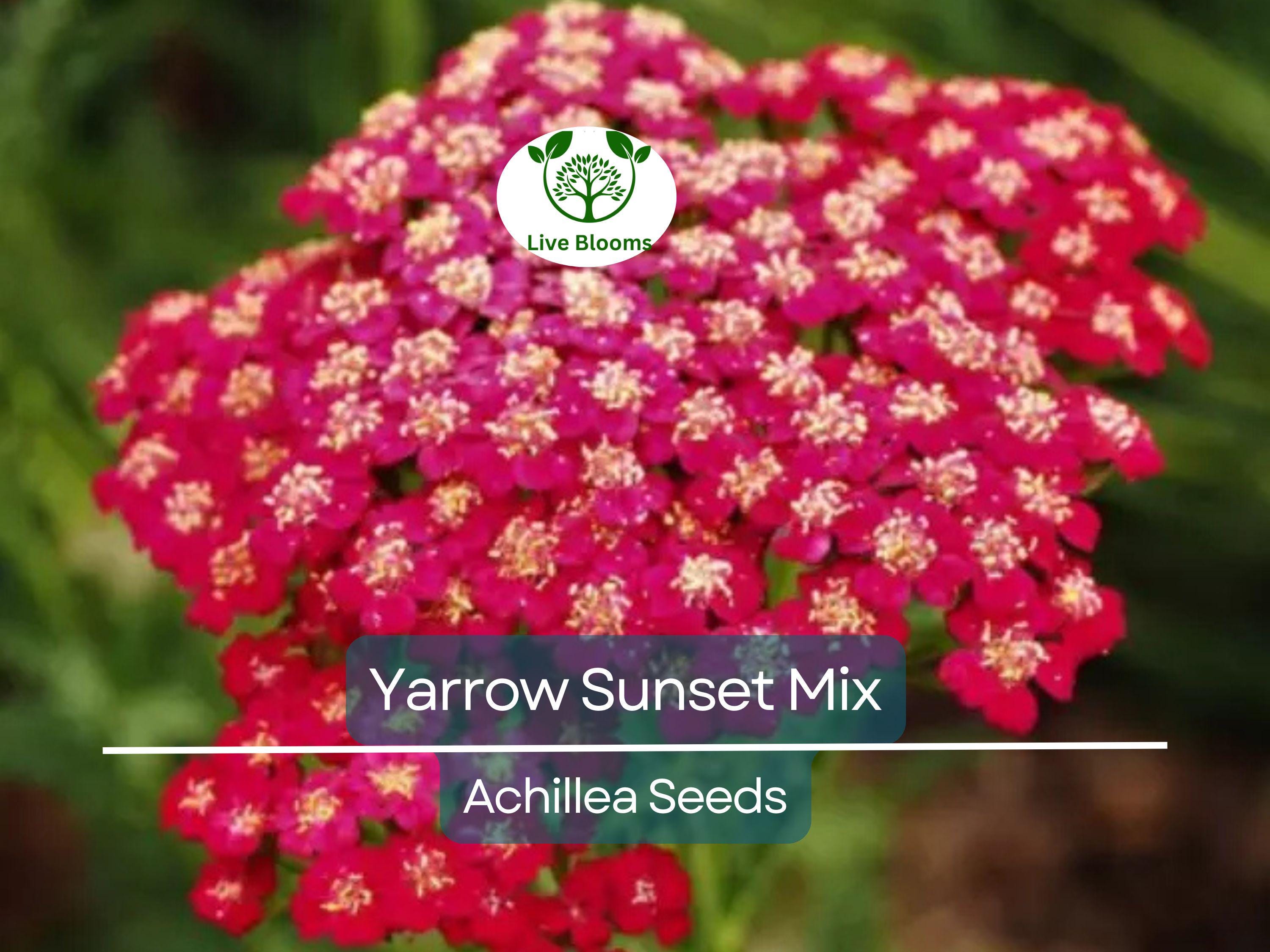 1500 Seeds Yarrow Sunset Mix, Perennial Gold & Red Flowers, Pollinators, Non-GMO, Achillea millefolium, Drought-Tolerant, Garden Plants
