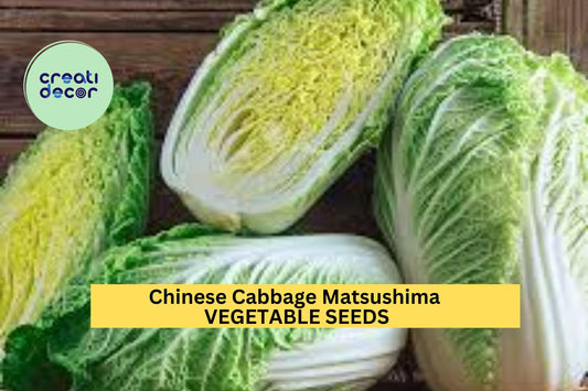 3pcs x 500mg Matsushima Chinese Cabbage Seeds – Brassica rapa Pekinensis for Garden Beds, Containers, or Raised Rows Seeds for Planting