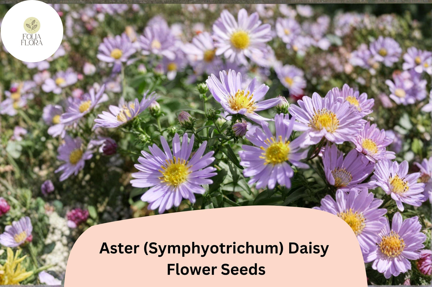 200+ Aster Daisy (Symphyotrichum novae-angliae) Seeds | Hardy Perennial Garden Flowers for Pollinators & Borders