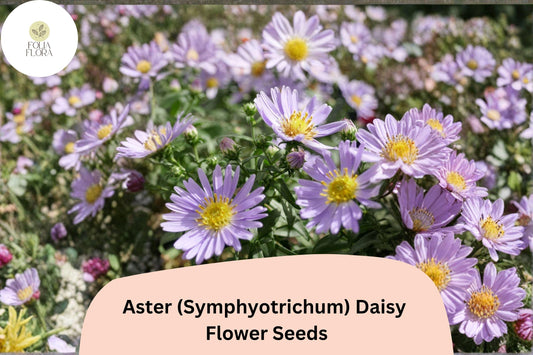 200+ Aster Daisy (Symphyotrichum novae-angliae) Seeds | Hardy Perennial Garden Flowers for Pollinators & Borders
