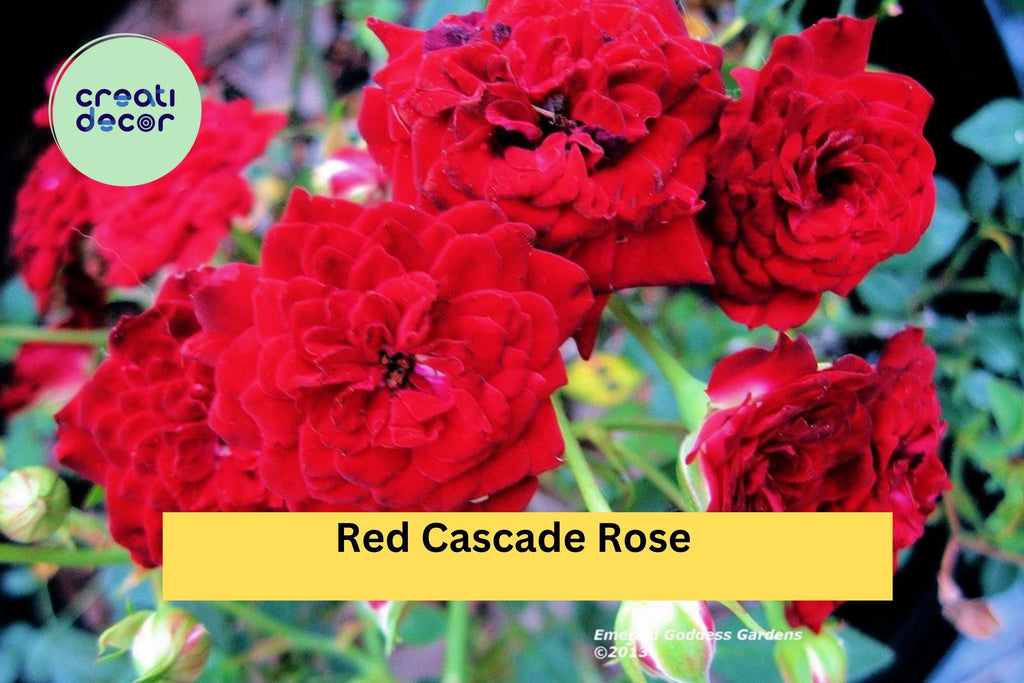 Red Cascade Rose Live Plant – Own Root Mini Climbing Rose, Ground Cover Sweetheart Variety, Trailing Red Blooms for Garden Landscape