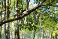 Chinese Honeylocust – Gleditsia sinensis 10 Seeds | Fast-Growing Ornamental Tree | Medicinal & Cultural Plant | Drought Tolerant