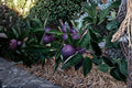 Black Diamond Apple 1 Cutting (Malus domestica) Unrooted Apple Tree Cutting