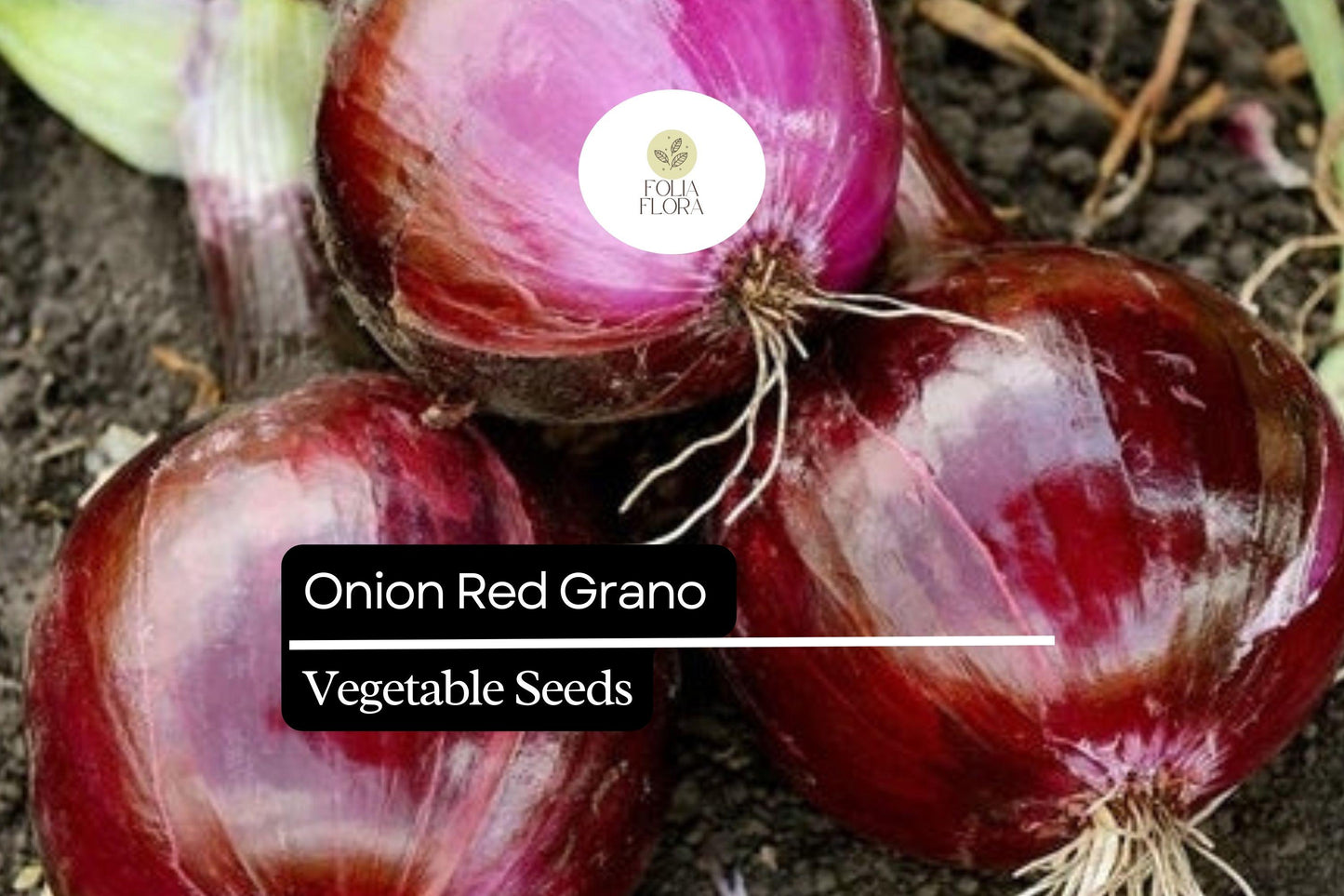 200 Seeds Red Grano Onion, Allium Cepa, Sweet Red Bulb Onion for Gardens