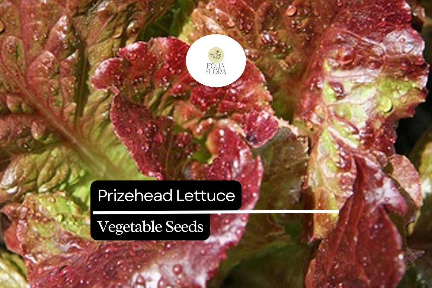 1000 Prizehead Lettuce Seeds – Lactuca sativa – Heirloom, Sweet & Crisp, Heat-Tolerant, Non-GMO