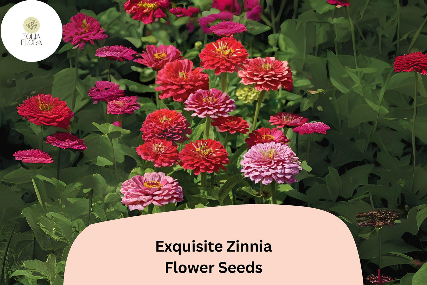 100+ Exquisite Zinnia Seeds – Unique Bloom Form & Summer Color for Garden Beds and Bouquets