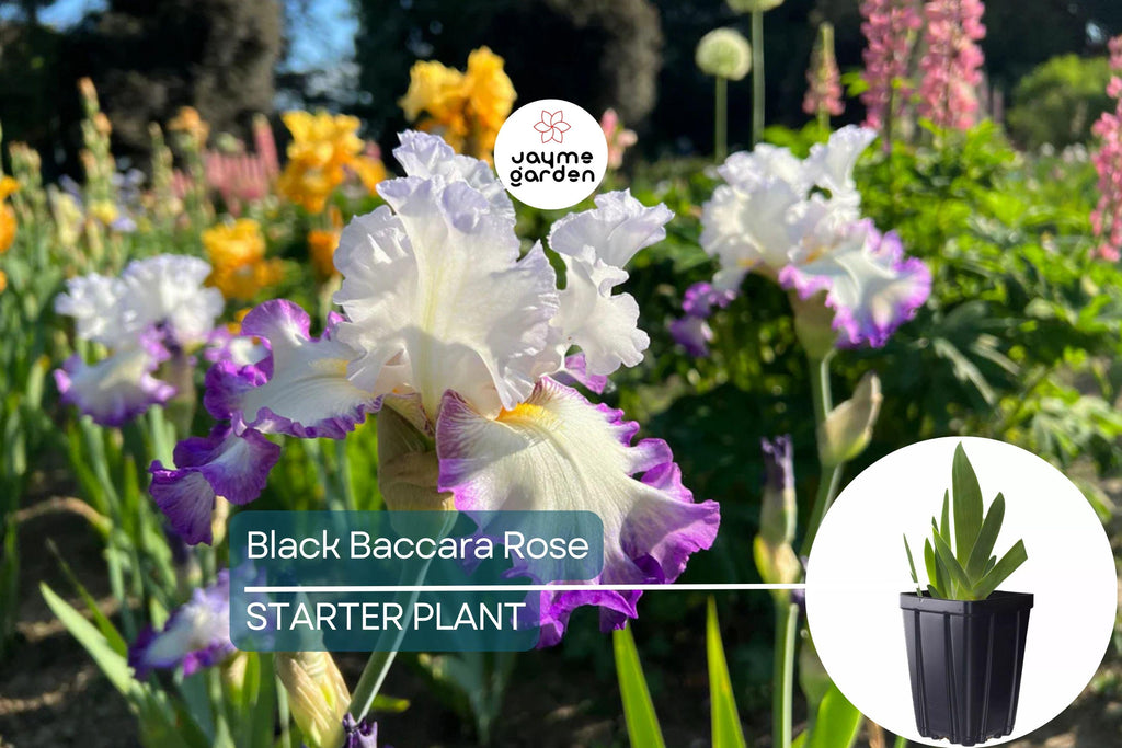 Center Ice Iris Plant – Quart Pot | Large Purple & White Flowers | Hardy Perennial | Zones 3-10