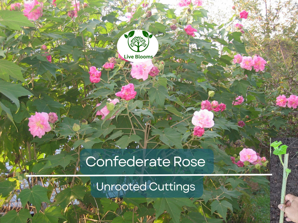 1 Tri-color Confederate Rose Hibiscus mutabilis Rooted Plant - Hardy Perennial, Pink, White, Red, Unique Blooms, Shrub for Garden