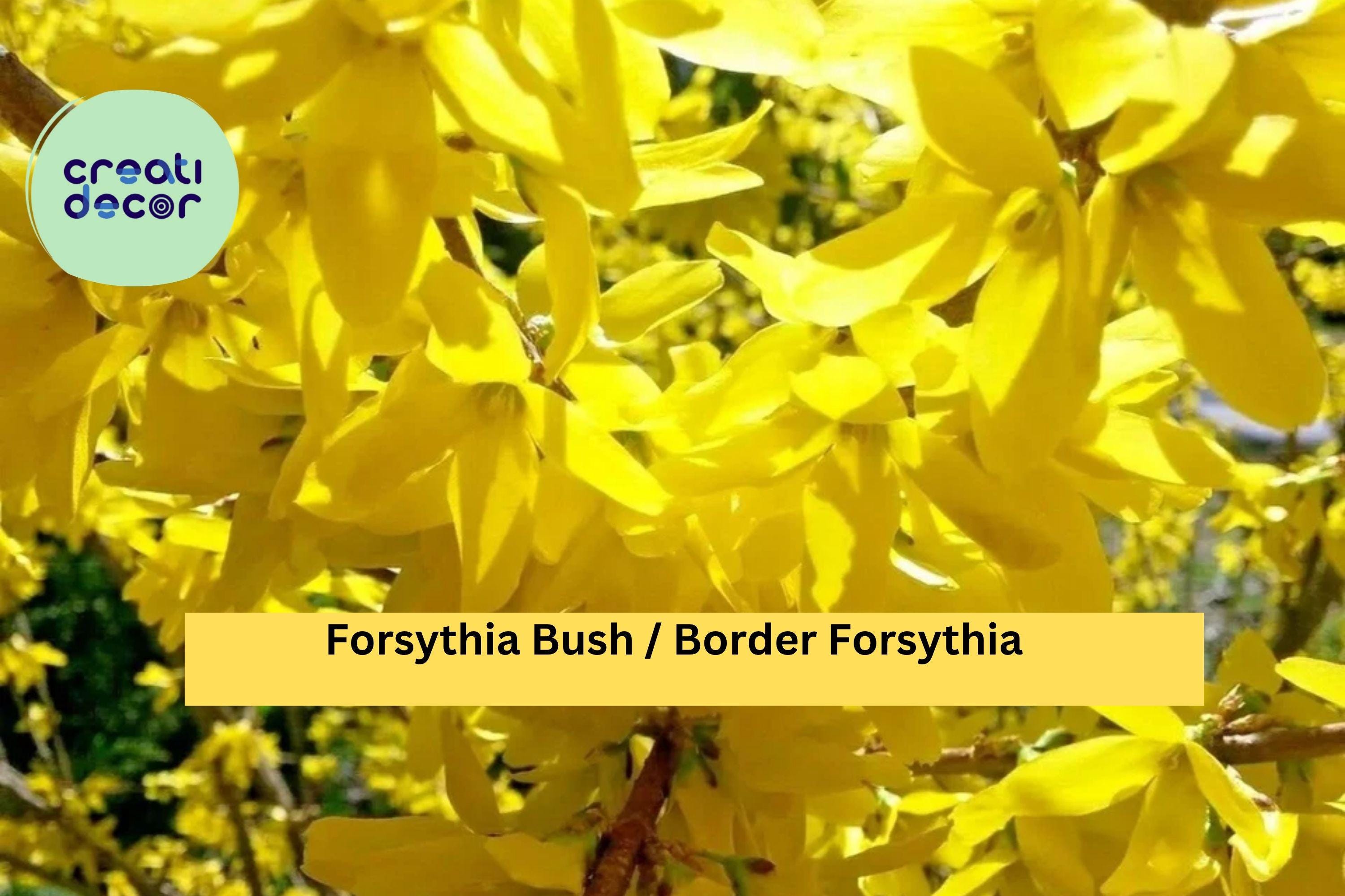 Forsythia Live Bush – 10–12 Inch Bare Root Plants (1–2 Years Old), Yellow Spring Flowering Shrub, Hardy Landscape Plant Zones 4–9