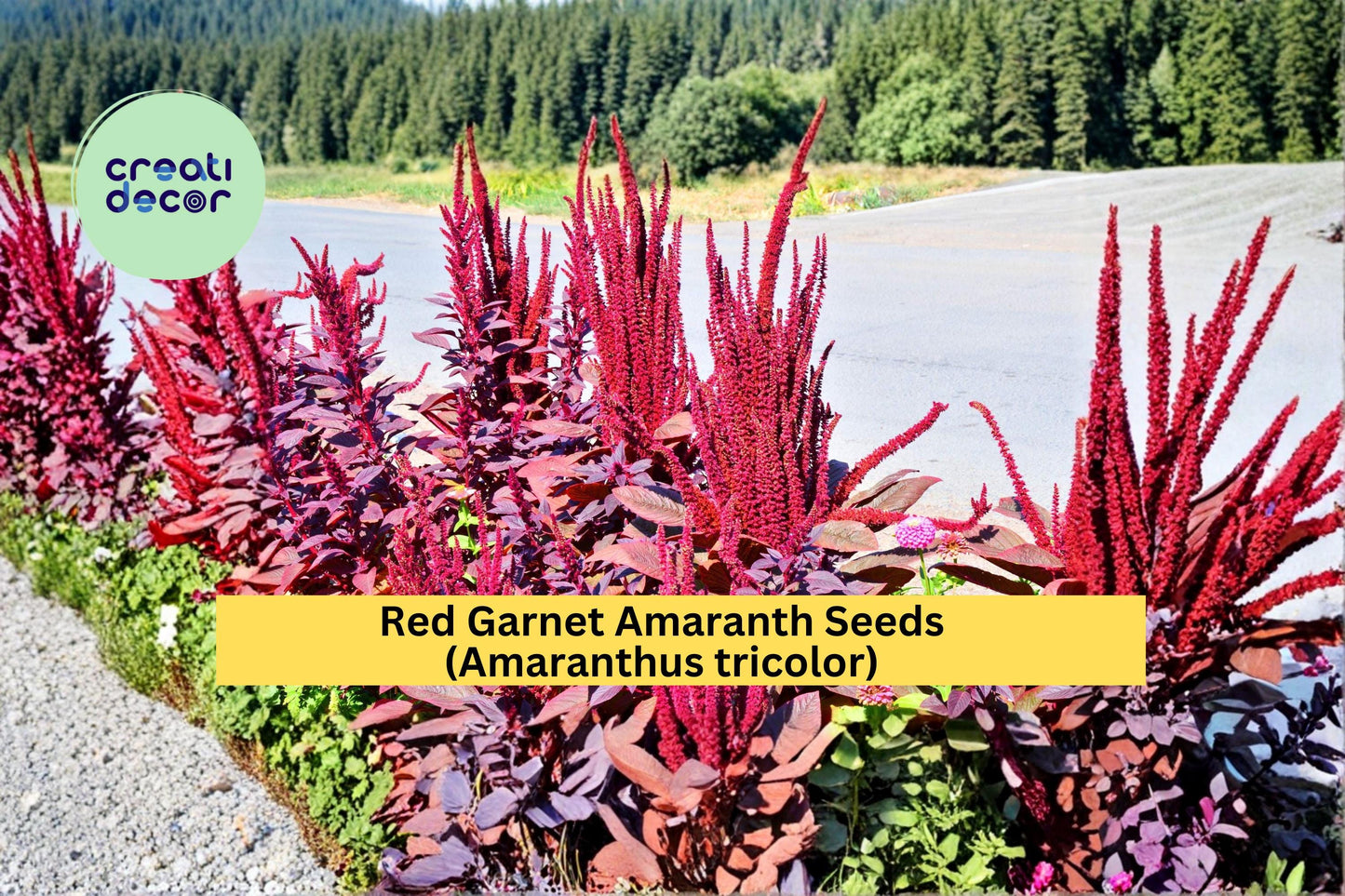 Red Garnet Amaranth Seeds Amaranthus tricolor 100 Count Colorful Ornamental Foliage Garden Plant Seeds