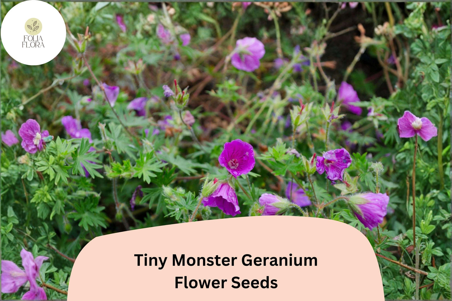 25+ Tiny Monster Geranium Seeds | Hardy Perennial Cranesbill | Purple Blooms for Garden Beds and Borders