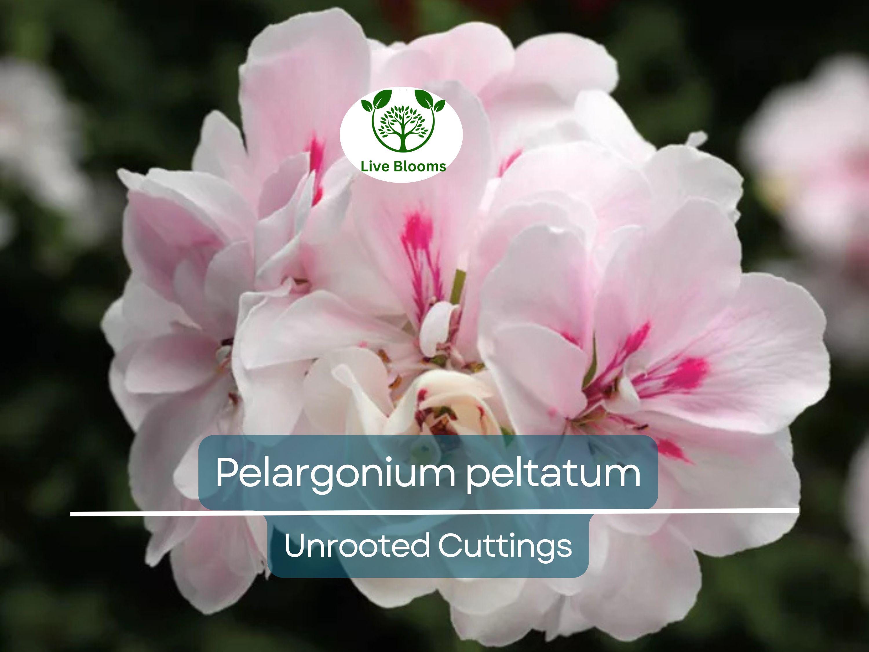 2 White Pink Pelargonium Peltatum Trailing Ivy Geranium Live Plant 6" Unrooted Cuttings, Geranium peltatum, Indoor/Outdoor Hanging Basket