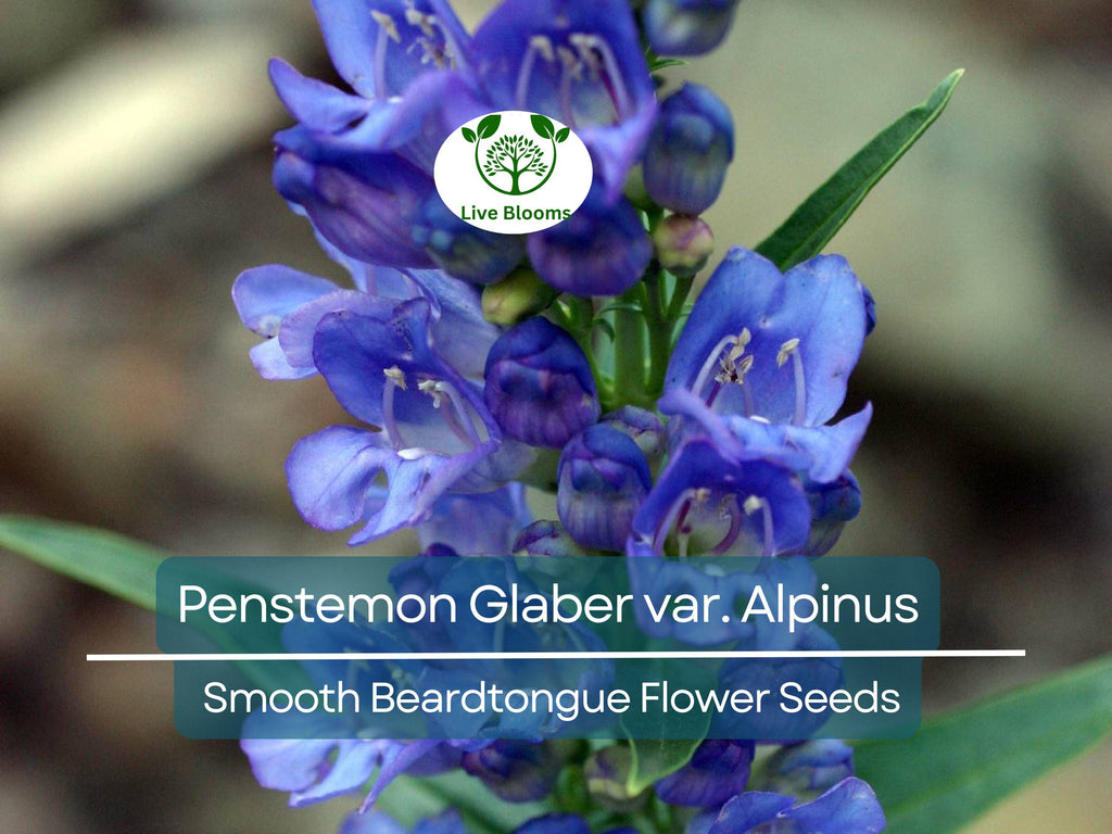 100 mg Seeds Penstemon Glaber var. Alpinus (Smooth Beardtongue) for Planting | Hardy Alpine Perennial Wildflower for Gardens