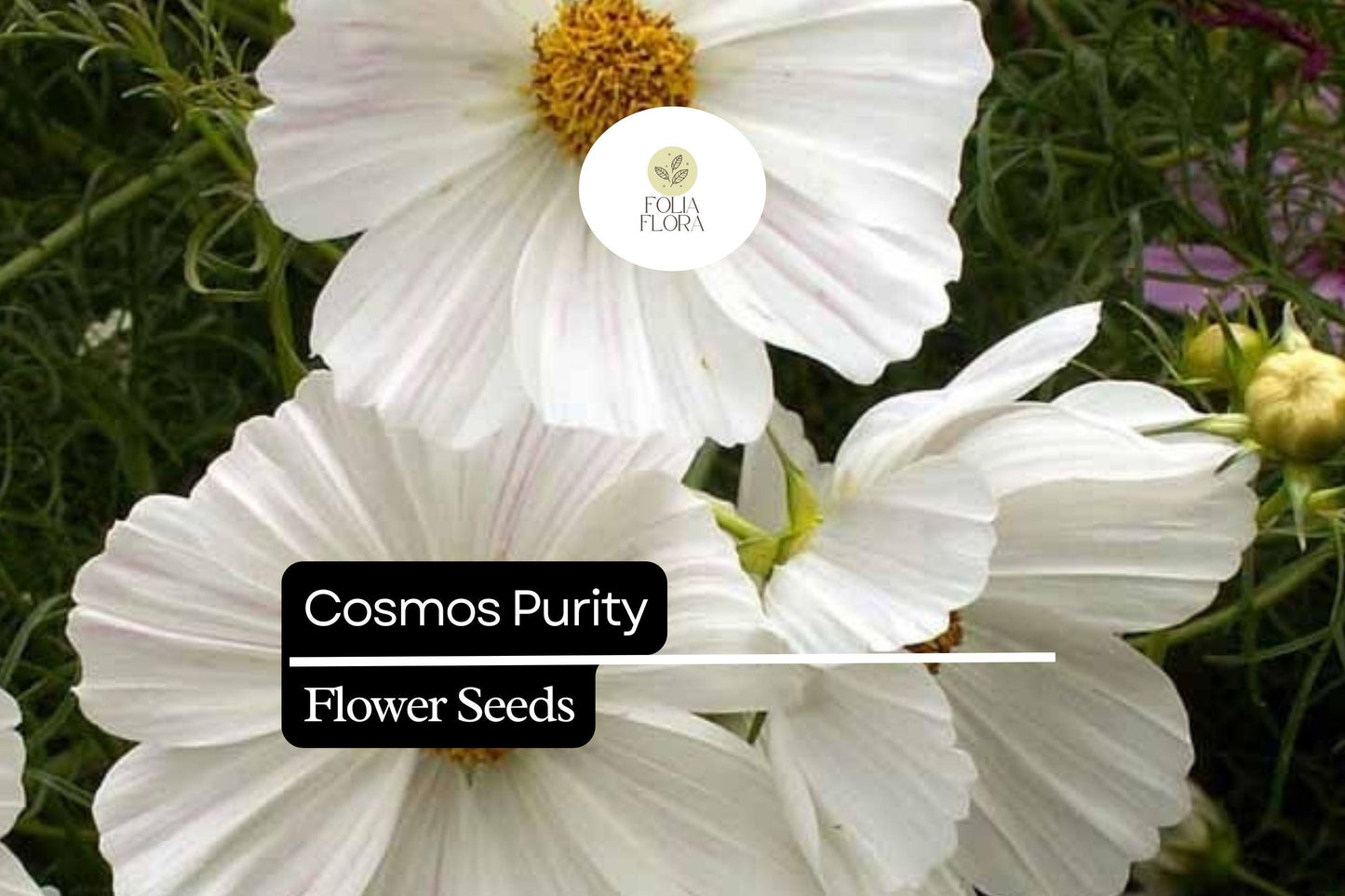 200+ Purity Cosmos Seeds | Cosmos Bipinnatus White Blooms | Annual Garden Flower Seeds for Planting
