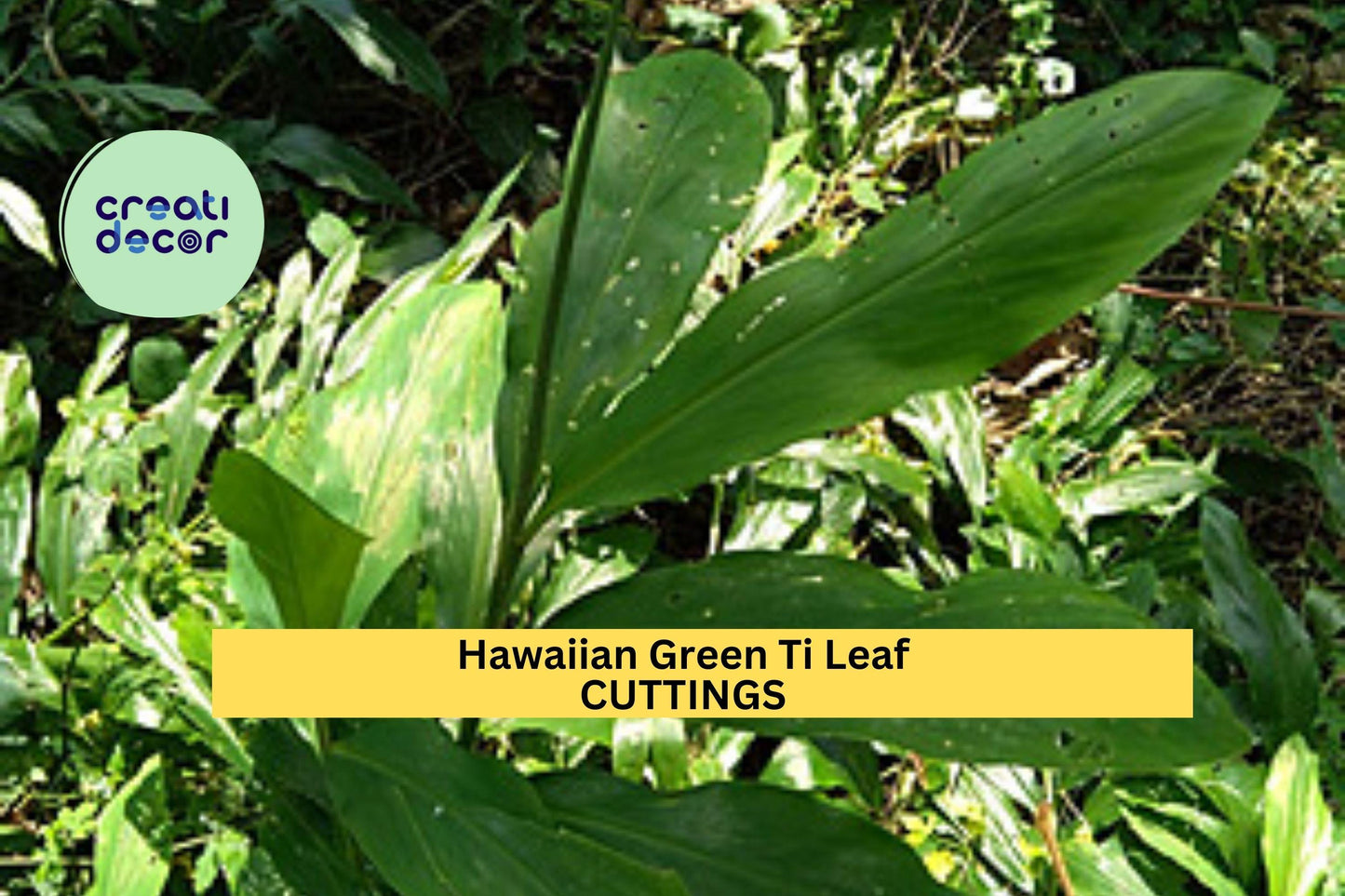 3 Green Ti Leaf Cuttings | Hawaiian Cordyline Fruticosa 6" Starter Logs | Tropical Patio Plant or Indoor Foliage Starter
